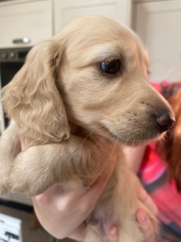 KC registered miniature LH dachshunds. PRA & BVA clear parents. for sale in Ilkeston, Derbyshire