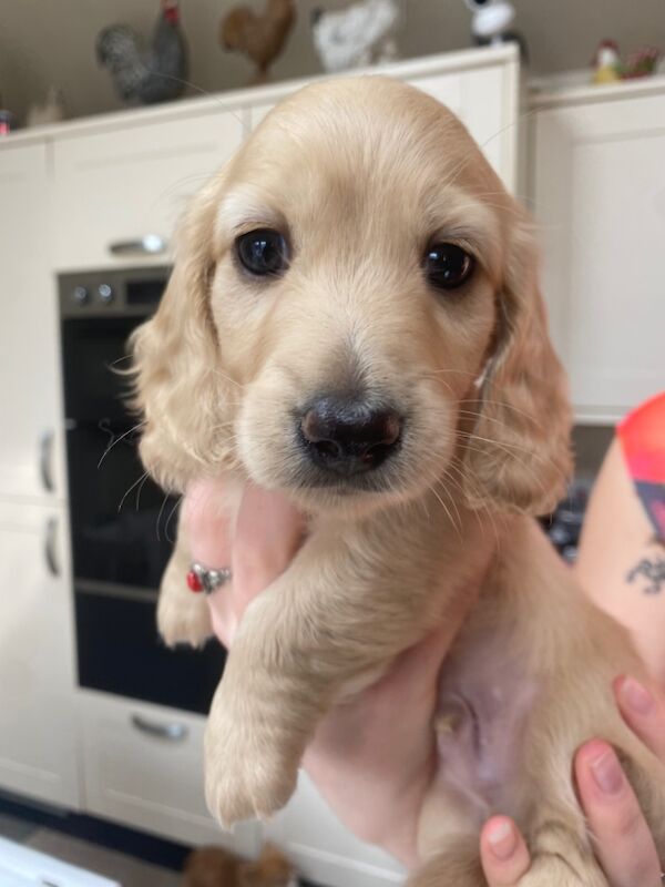 KC registered miniature LH dachshunds. PRA & BVA clear parents. for sale in Ilkeston, Derbyshire | Image 2