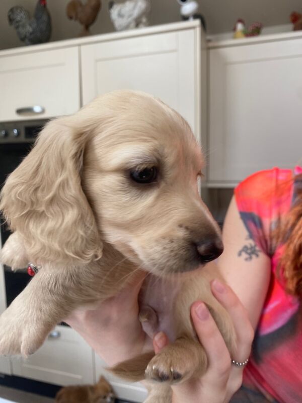 KC registered miniature LH dachshunds. PRA & BVA clear parents. for sale in Ilkeston, Derbyshire | Image 3