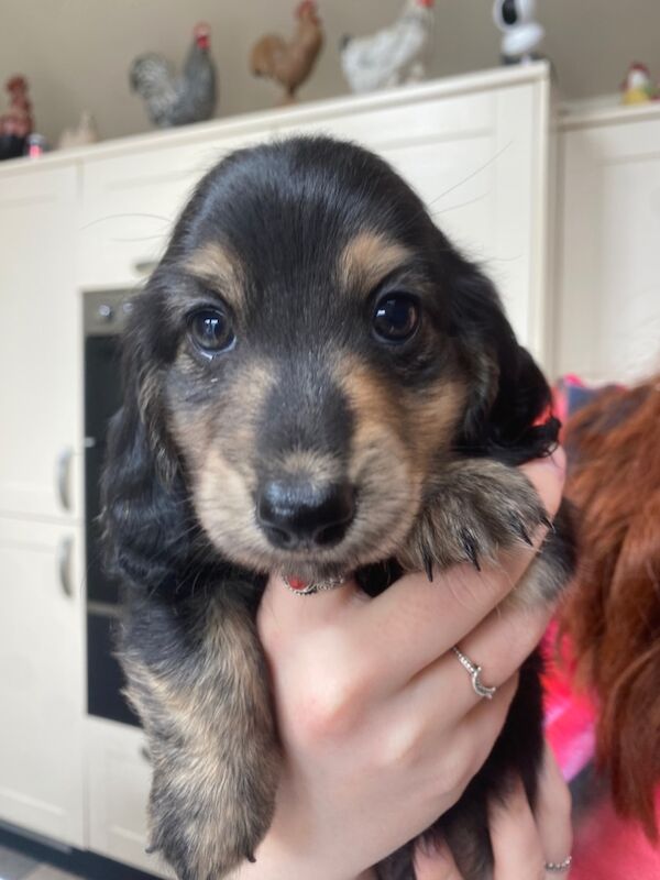 KC registered miniature LH dachshunds. PRA & BVA clear parents. for sale in Ilkeston, Derbyshire | Image 4