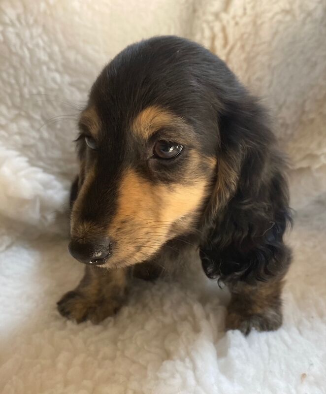Dachshund puppies for sale in Ilkeston, Derbyshire ā KC registered, 9 weeks old