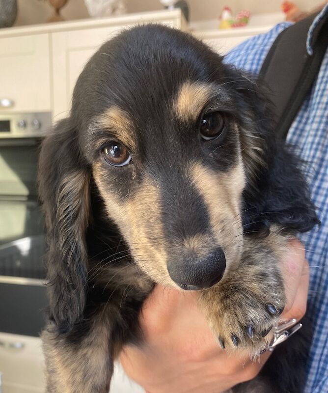 Dachshund puppies for sale in Ilkeston, Derbyshire – KC registered, 11 weeks old