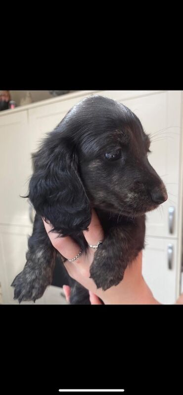 Dachshund puppies for sale in Ilkeston, Derbyshire – KC registered, 3 months old