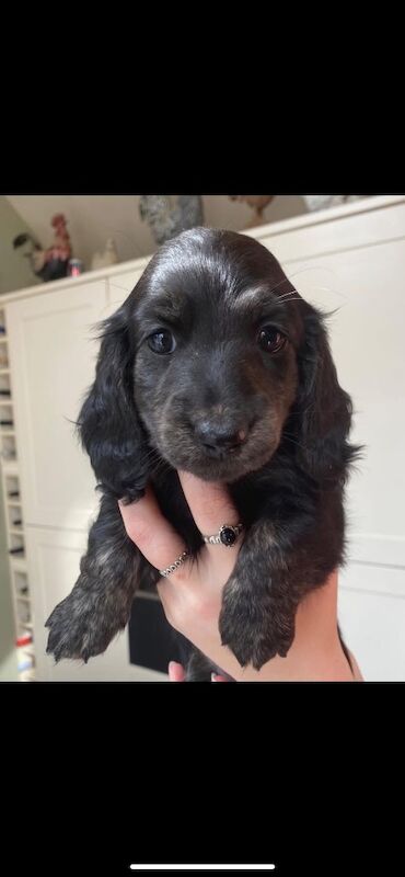 Dachshund puppies for sale in Ilkeston, Derbyshire – KC registered, 3 months old - Image 2 of 11