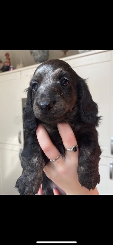 Dachshund puppies for sale in Ilkeston, Derbyshire – KC registered, 3 months old - Image 3 of 11