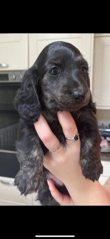 Dachshund puppies for sale in Ilkeston, Derbyshire – KC registered, 3 months old - Image 4 of 11