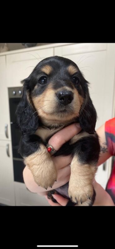 Dachshund puppies for sale in Ilkeston, Derbyshire – KC registered, 3 months old - Image 5 of 11