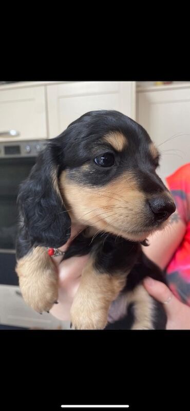 Dachshund puppies for sale in Ilkeston, Derbyshire – KC registered, 3 months old - Image 6 of 11