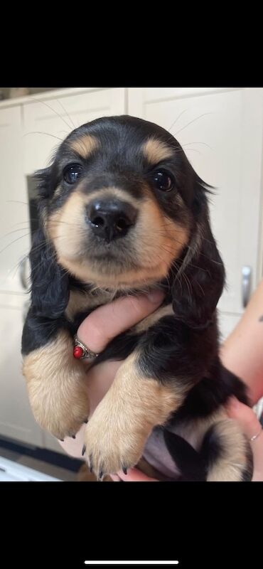 Dachshund puppies for sale in Ilkeston, Derbyshire – KC registered, 3 months old - Image 7 of 11