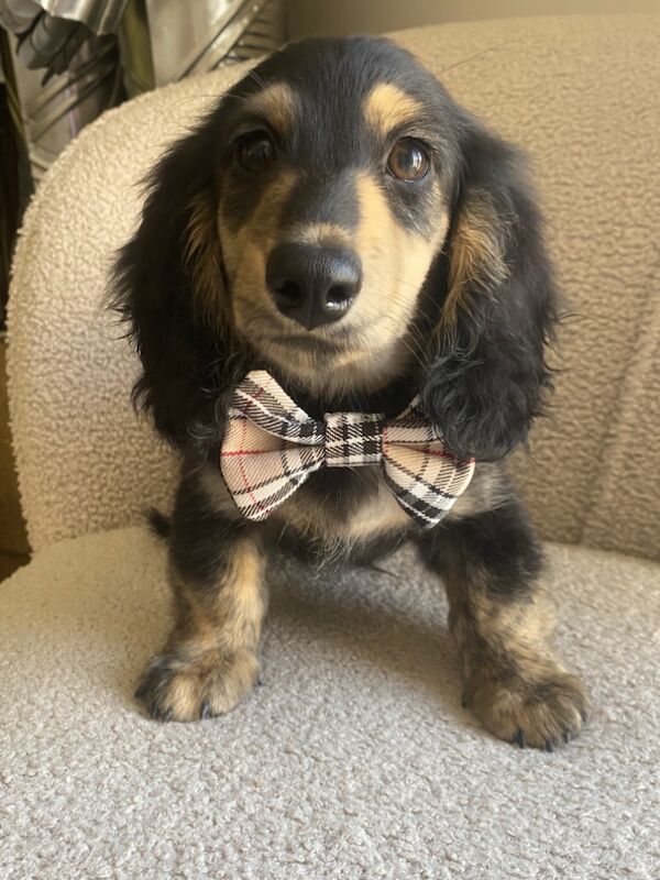 Dachshund puppies for sale in Ilkeston, Derbyshire – KC registered, 3 months old - Image 8 of 11
