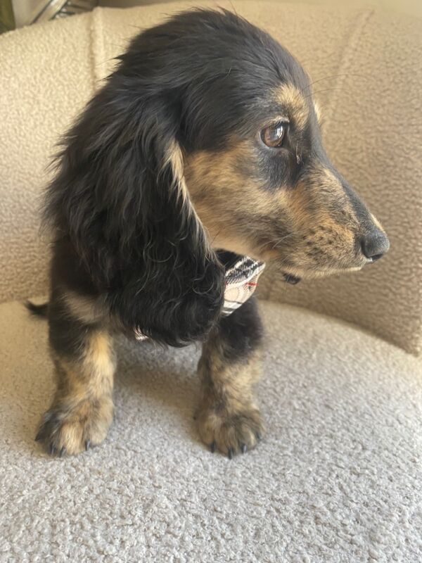 Dachshund puppies for sale in Ilkeston, Derbyshire – KC registered, 3 months old - Image 10 of 11