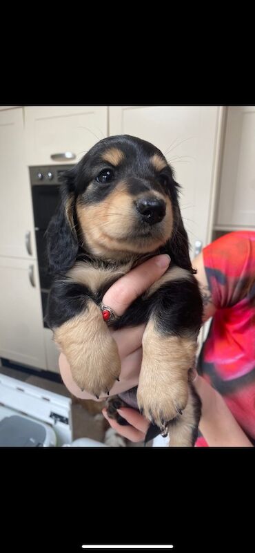 Dachshund puppies for sale in Ilkeston, Derbyshire – KC registered, 3 months old - Image 11 of 11