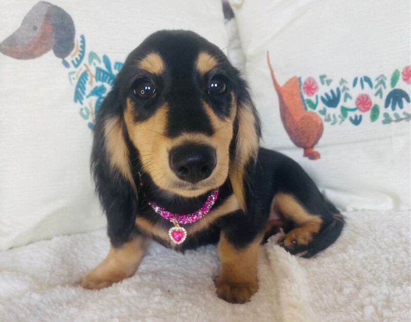 Dachshund puppies for sale in Ilkeston, Derbyshire – KC registered, 3 months old