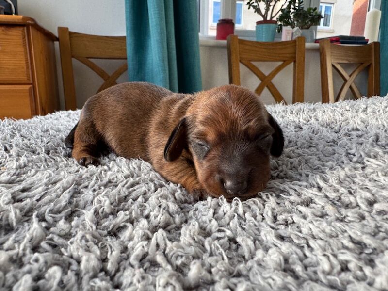 KC registered, pra clear mini dachshund pupoies for sale in Witney, Oxfordshire