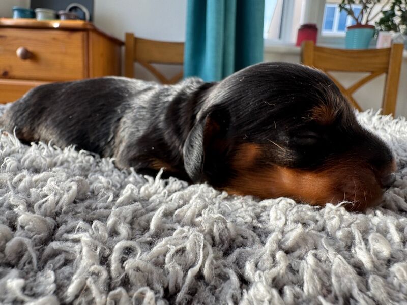 KC registered, pra clear mini dachshund pupoies for sale in Witney, Oxfordshire | Image 2