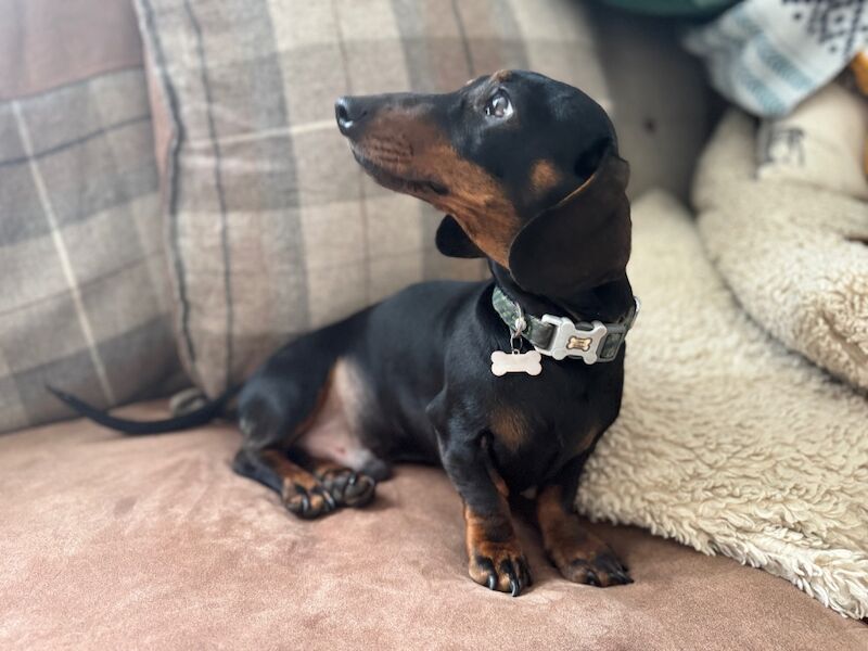 KC registered, pra clear mini dachshund pupoies for sale in Witney, Oxfordshire | Image 2
