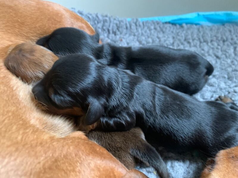 KC registered, pra clear mini dachshund pupoies for sale in Witney, Oxfordshire | Image 3