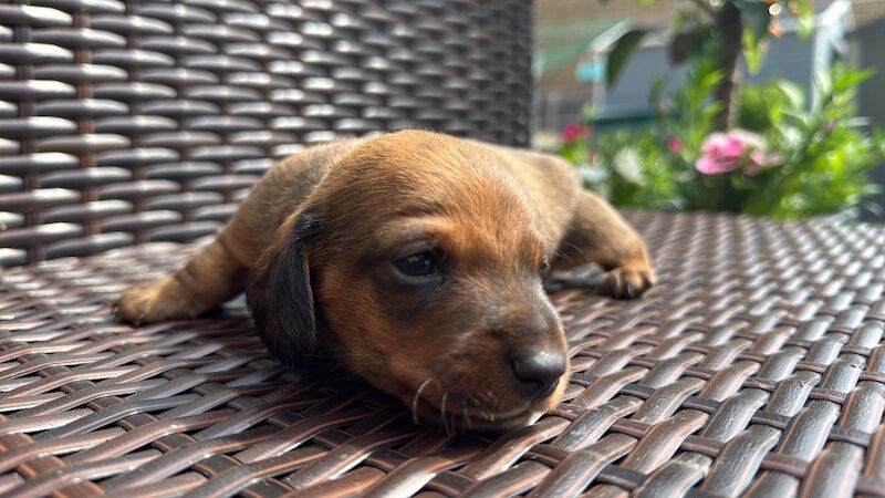 KC registered, pra clear mini dachshund pupoies for sale in Witney, Oxfordshire | Image 4