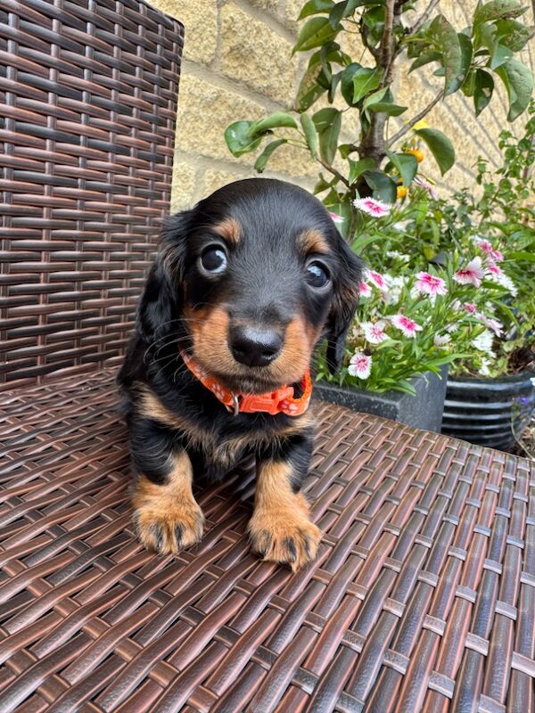 Dachshund puppies for sale in Witney, Oxfordshire – KC registered, 8 weeks old