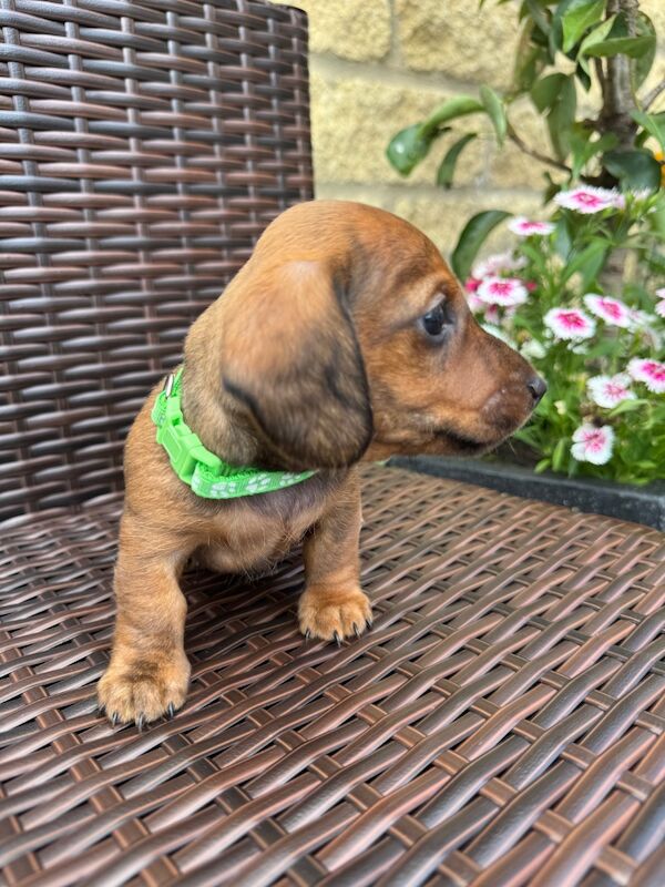Dachshund puppies for sale in Witney, Oxfordshire – KC registered, 9 weeks old - Image 2 of 13