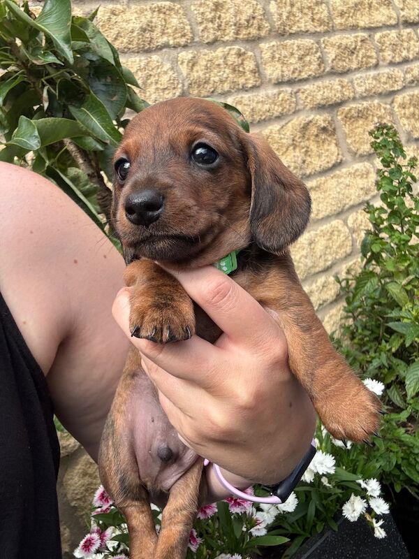Dachshund puppies for sale in Witney, Oxfordshire – KC registered, 9 weeks old - Image 3 of 13