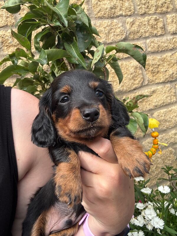 Dachshund puppies for sale in Witney, Oxfordshire – KC registered, 9 weeks old - Image 4 of 13