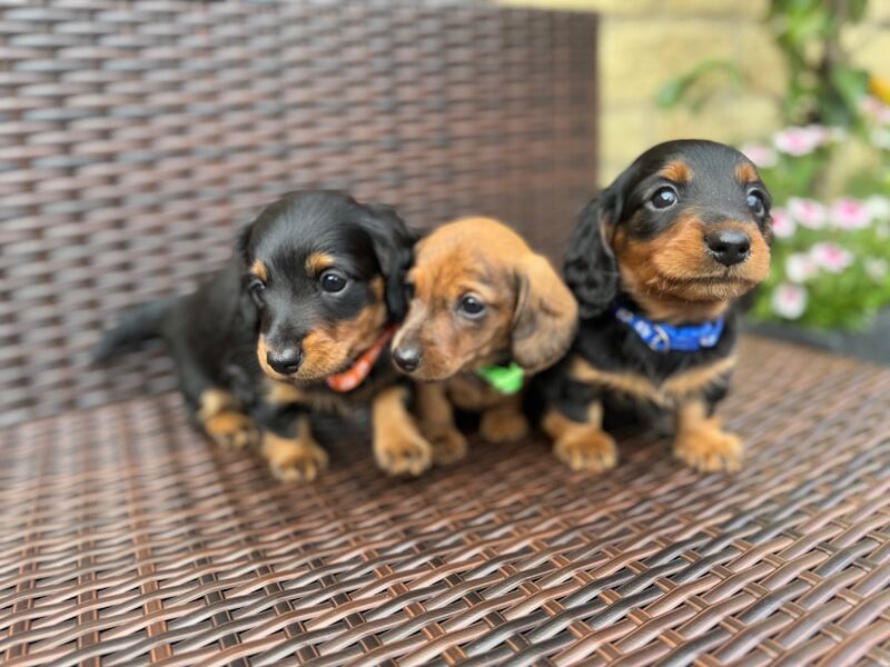 Dachshund puppies for sale in Witney, Oxfordshire – KC registered, 9 weeks old - Image 5 of 13