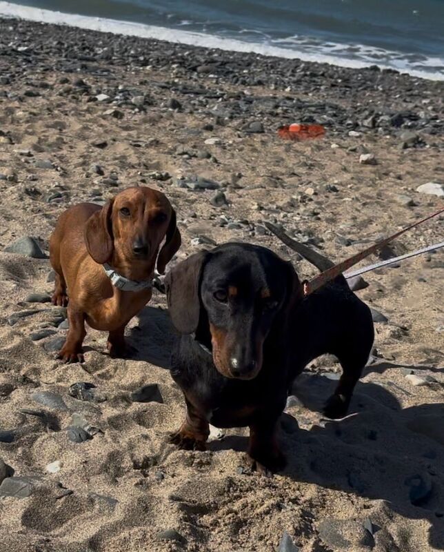 Dachshund puppies for sale in Witney, Oxfordshire – KC registered, 9 weeks old - Image 6 of 13