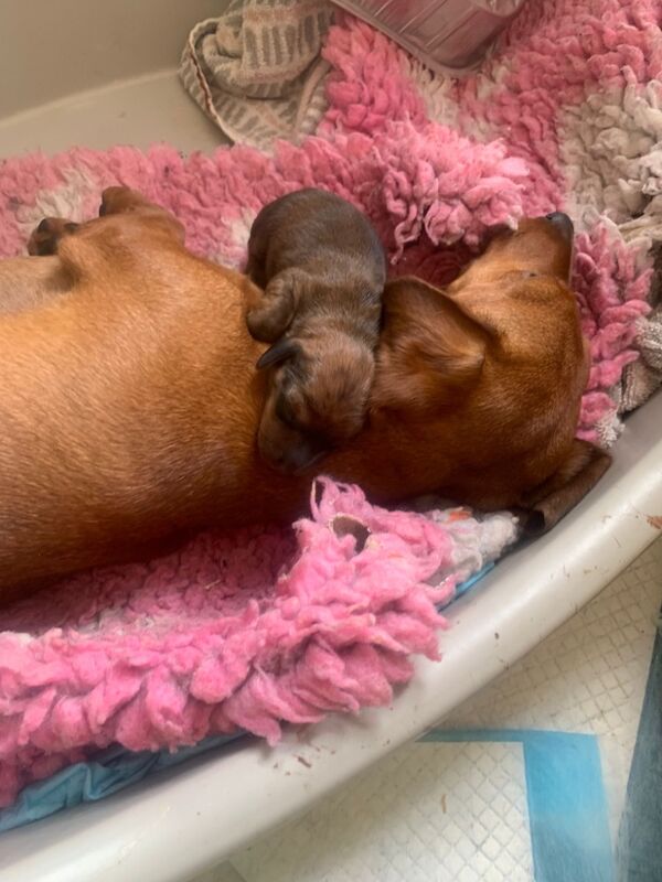 Dachshund puppies for sale in Witney, Oxfordshire – KC registered, 9 weeks old - Image 7 of 13