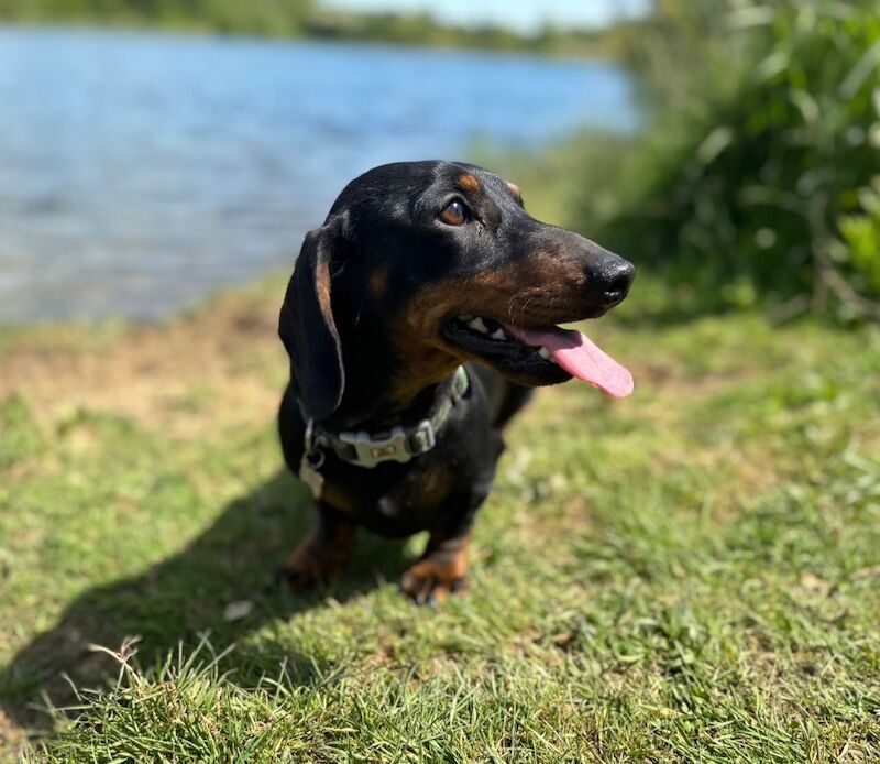 Dachshund puppies for sale in Witney, Oxfordshire – KC registered, 9 weeks old - Image 8 of 13