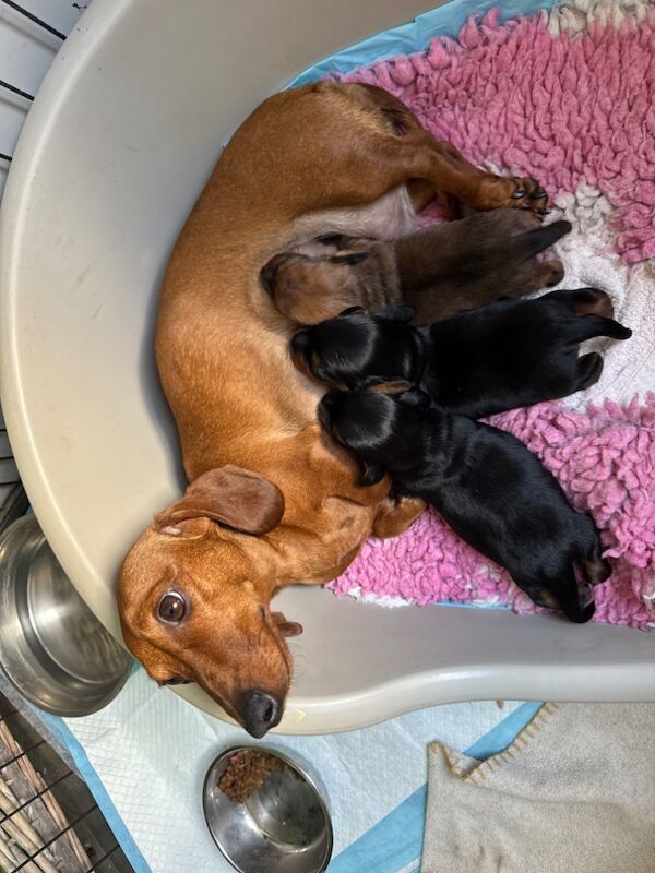 Dachshund puppies for sale in Witney, Oxfordshire – KC registered, 9 weeks old - Image 9 of 13