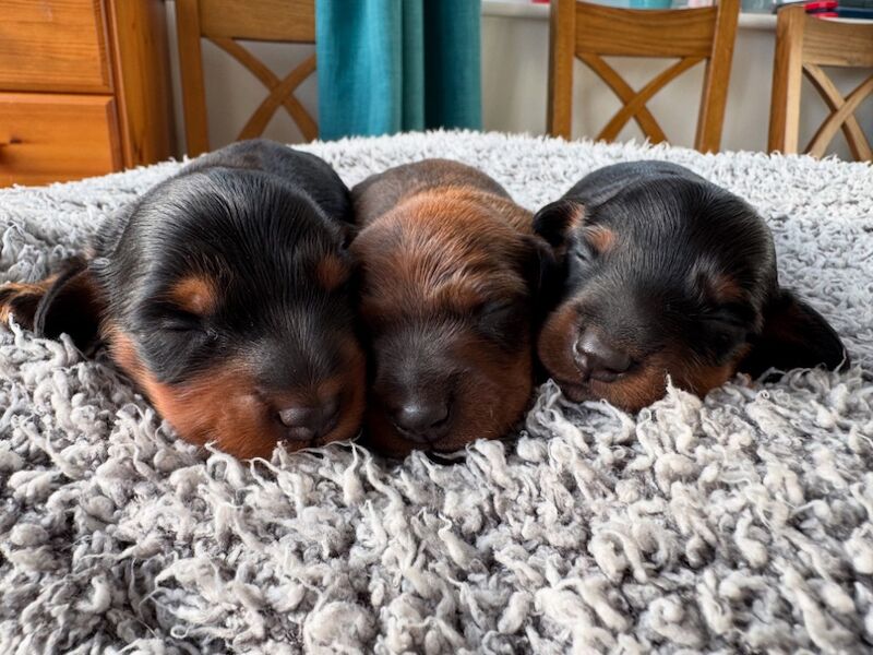 Dachshund puppies for sale in Witney, Oxfordshire – KC registered, 9 weeks old - Image 10 of 13