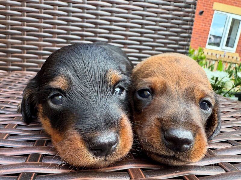 Dachshund puppies for sale in Witney, Oxfordshire – KC registered, 9 weeks old - Image 11 of 13