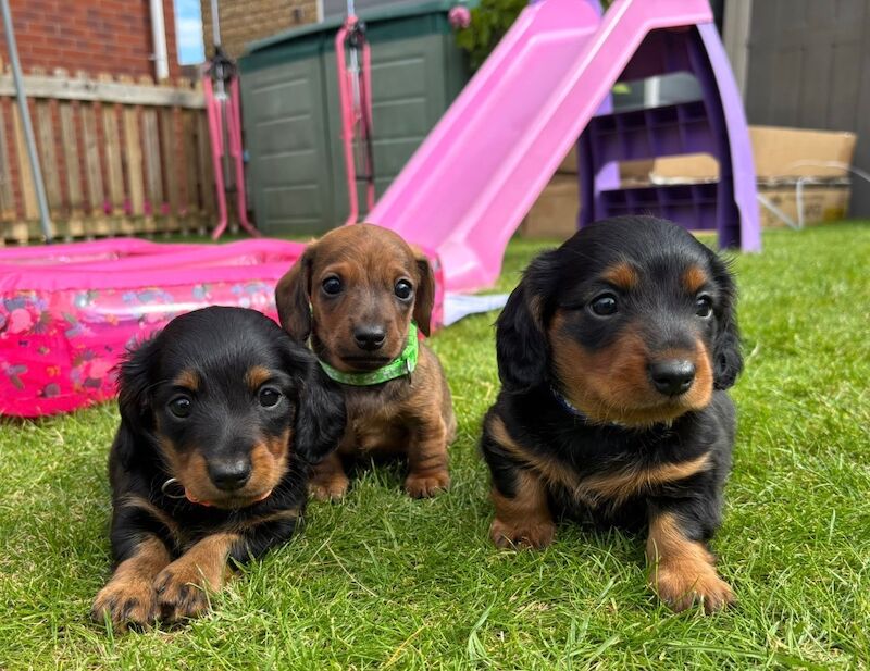 Dachshund puppies for sale in Witney, Oxfordshire – KC registered, 9 weeks old - Image 12 of 13