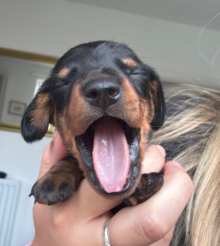 Dachshund puppies for sale in Witney, Oxfordshire – KC registered, 6 weeks old