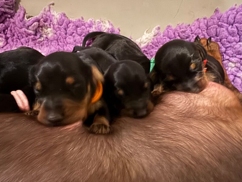 Dachshund puppies for sale in Witney, Oxfordshire – KC registered, 7 weeks old - Image 2 of 6