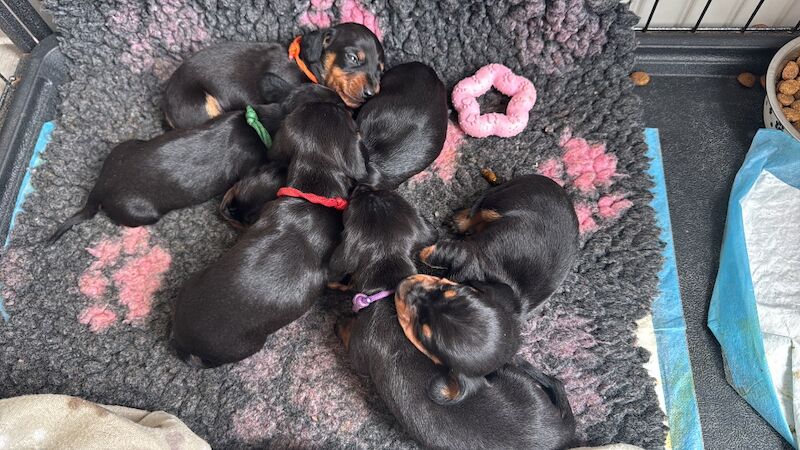 Dachshund puppies for sale in Witney, Oxfordshire – KC registered, 7 weeks old - Image 3 of 6