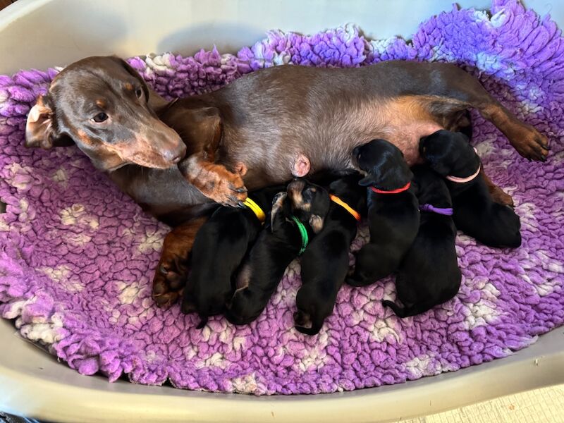 Dachshund puppies for sale in Witney, Oxfordshire – KC registered, 7 weeks old - Image 4 of 6