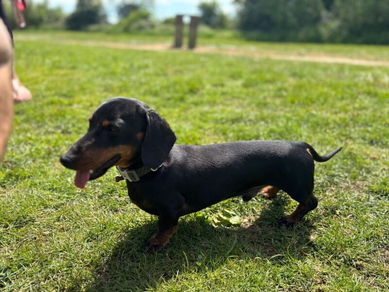 Dachshund puppies for sale in Witney, Oxfordshire – KC registered, 7 weeks old - Image 6 of 6