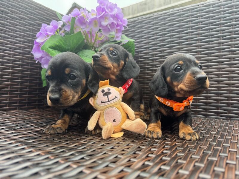 Dachshund puppies for sale in Witney, Oxfordshire – KC registered, 11 weeks old