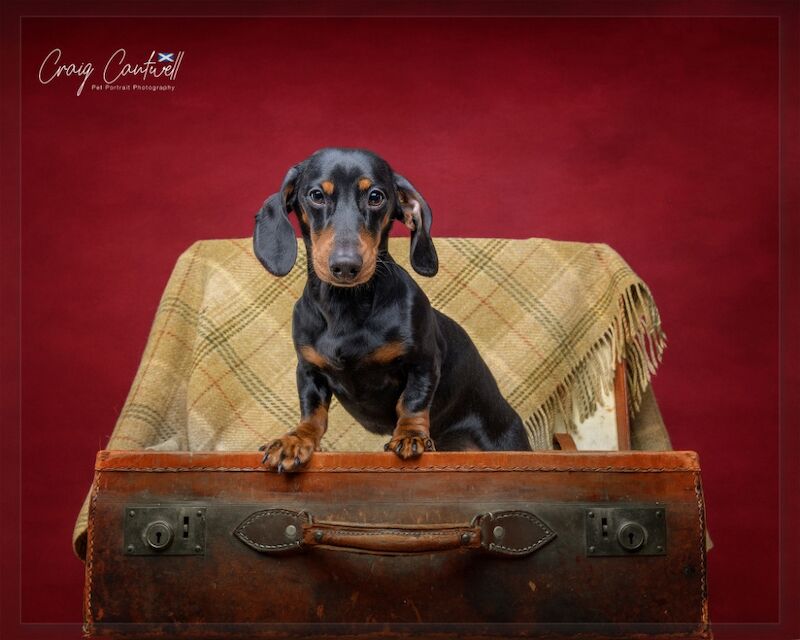 Dachshund stud dog for stud in Crieff, Perth and Kinross β KC registered, 16 hours old