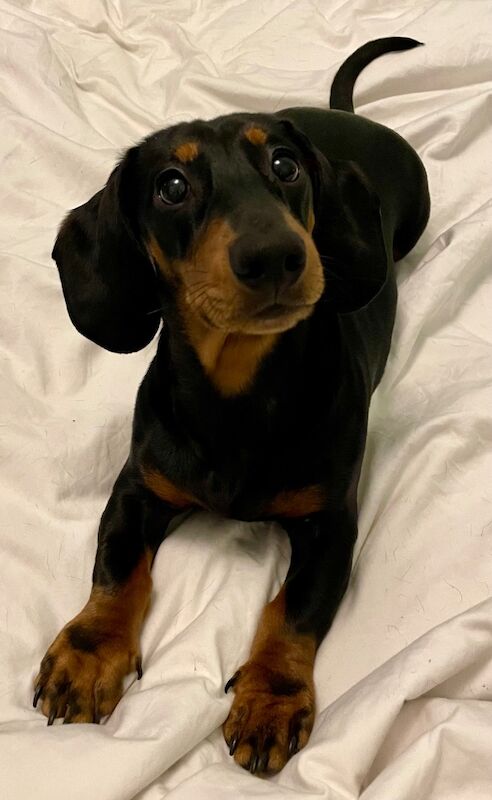 Dachshund stud dog for stud in Crieff, Perth and Kinross – KC registered, 1 week old - Image 2 of 3