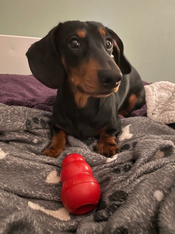 Dachshund stud dog for stud in Crieff, Perth and Kinross – KC registered, 1 week old - Image 3 of 3