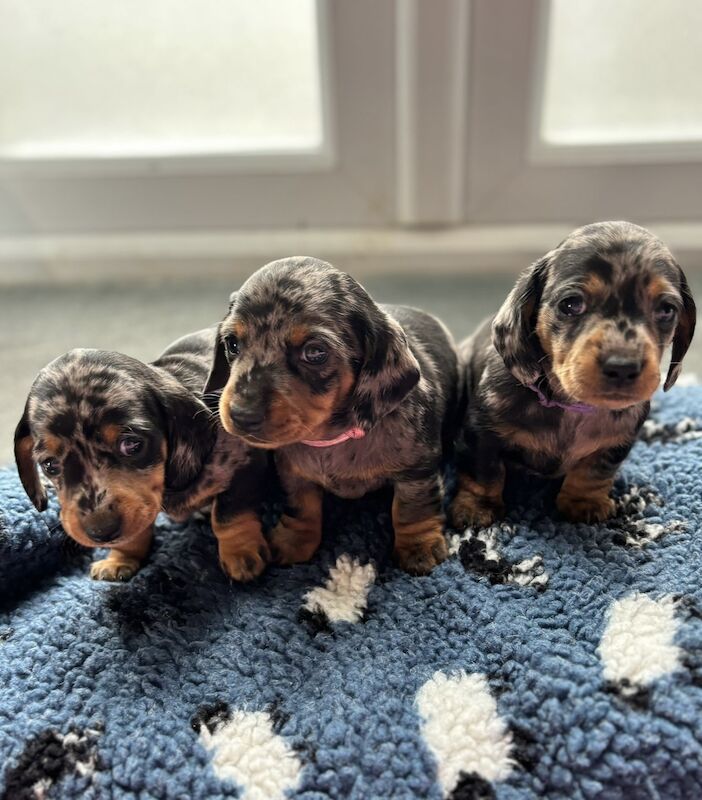 One female left* KC registered, PRA clear Quality miniature dachshund puppies for sale in Faringdon, Oxfordshire