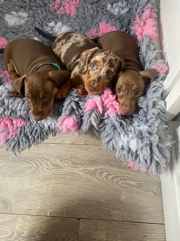 Dachshund puppies for sale in Dudley, West Midlands – KC registered, 8 weeks old