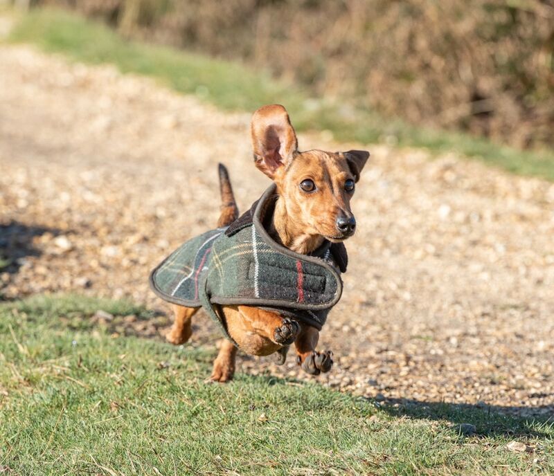 KC registered red female Dachshund
