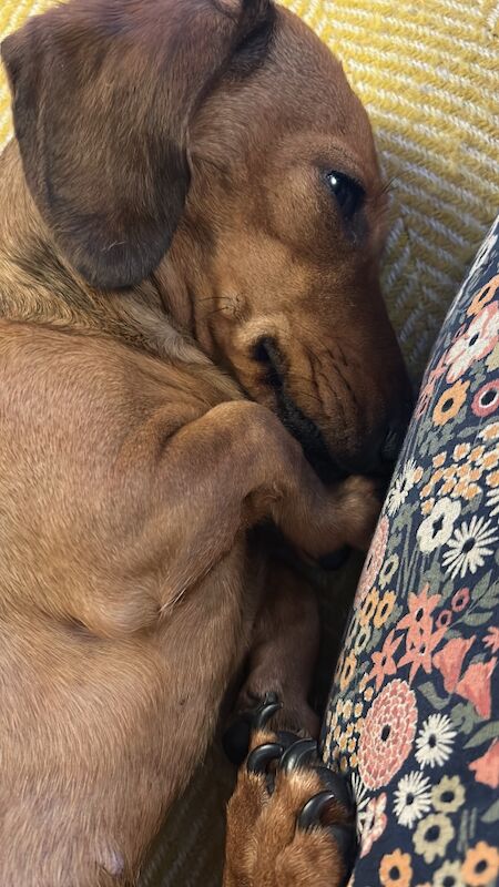 Dachshund puppies for sale in Ringwood, Hampshire – KC registered, 5 years old - Image 2 of 3