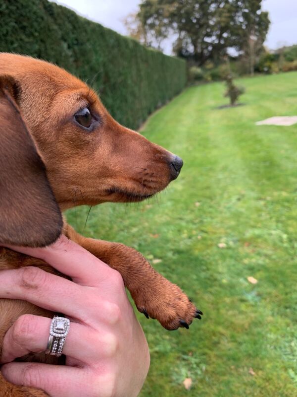 Dachshund puppies for sale in Ringwood, Hampshire – KC registered, 5 years old - Image 3 of 3