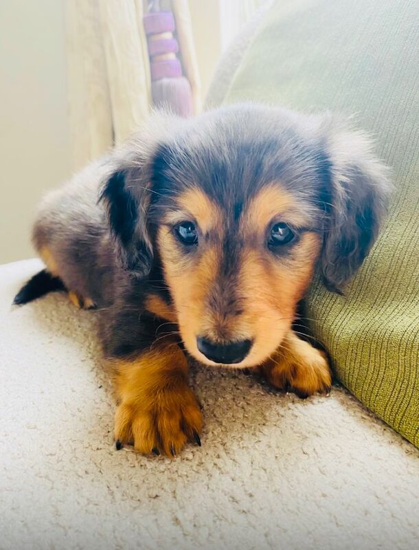 Dachshund puppies for sale in Ilkeston, Derbyshire – KC registered, 7 weeks old