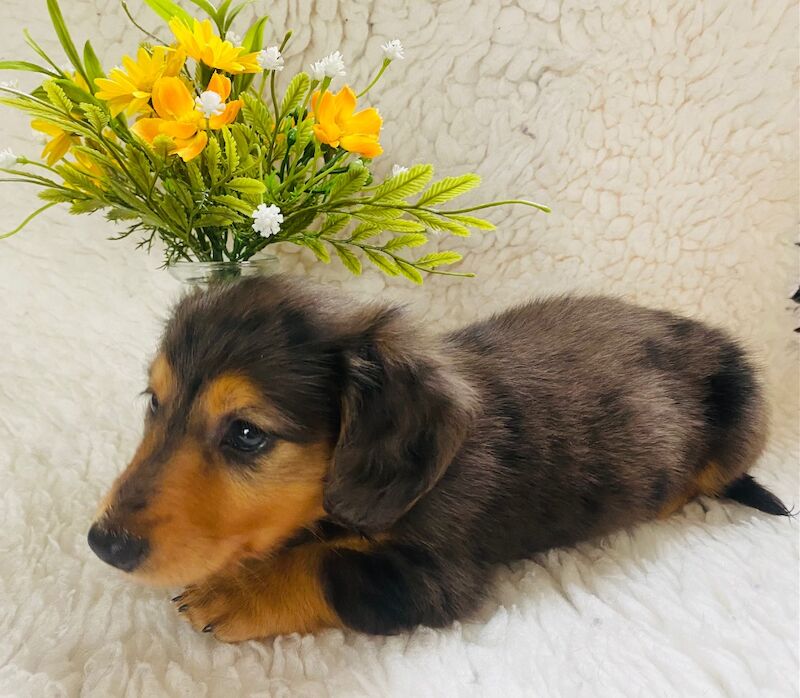 Dachshund puppies for sale in Ilkeston, Derbyshire – KC registered, 7 weeks old - Image 2 of 8